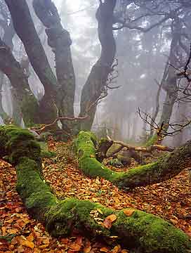 pict: Dvorsk les (Dvorsk Forest) - Horn Marov